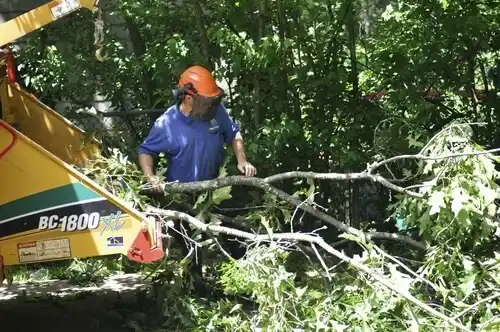 tree services Clarence